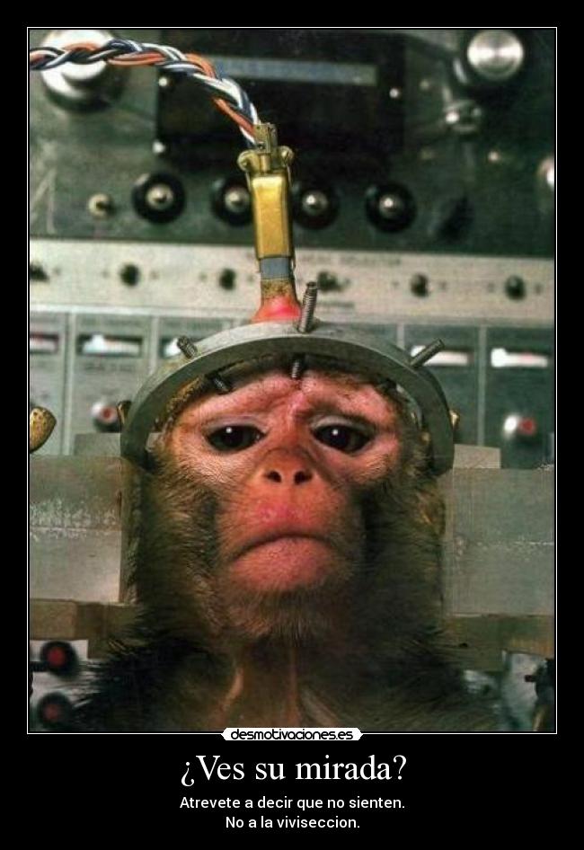 ¿Ves su mirada? - Atrevete a decir que no sienten.
No a la viviseccion.