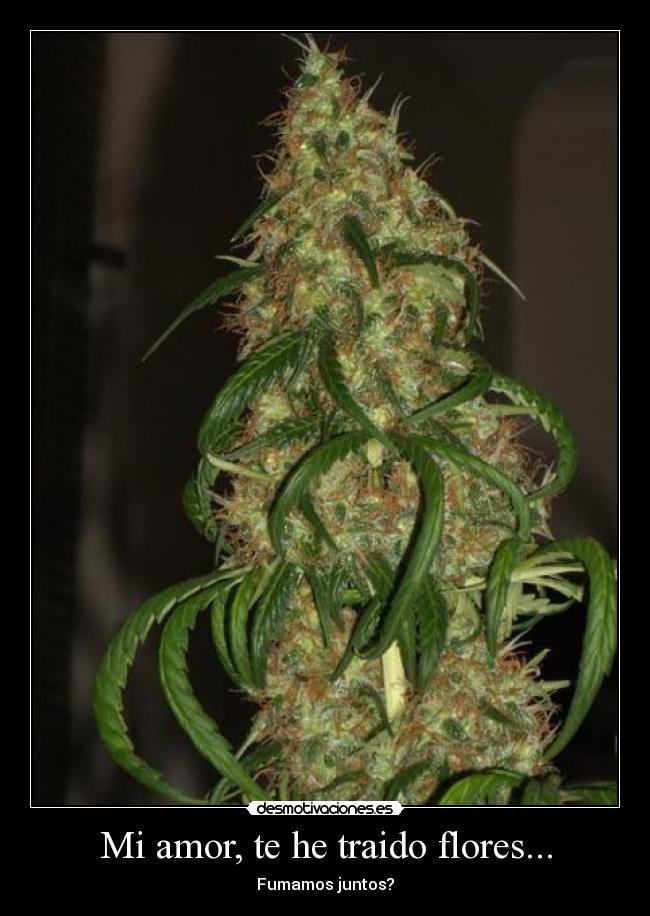 Mi amor, te he traido flores... - 