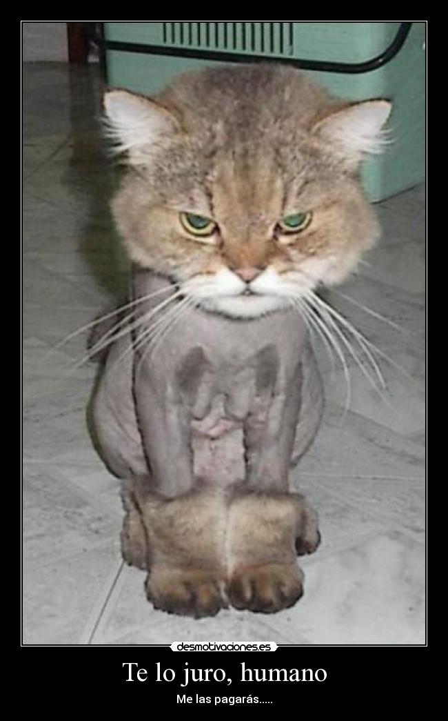 Te lo juro, humano -