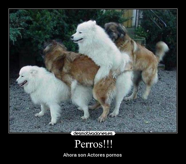 Perros!!! - 