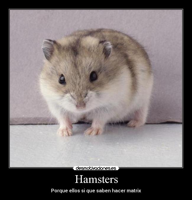 Hamsters - Porque ellos si que saben hacer matrix