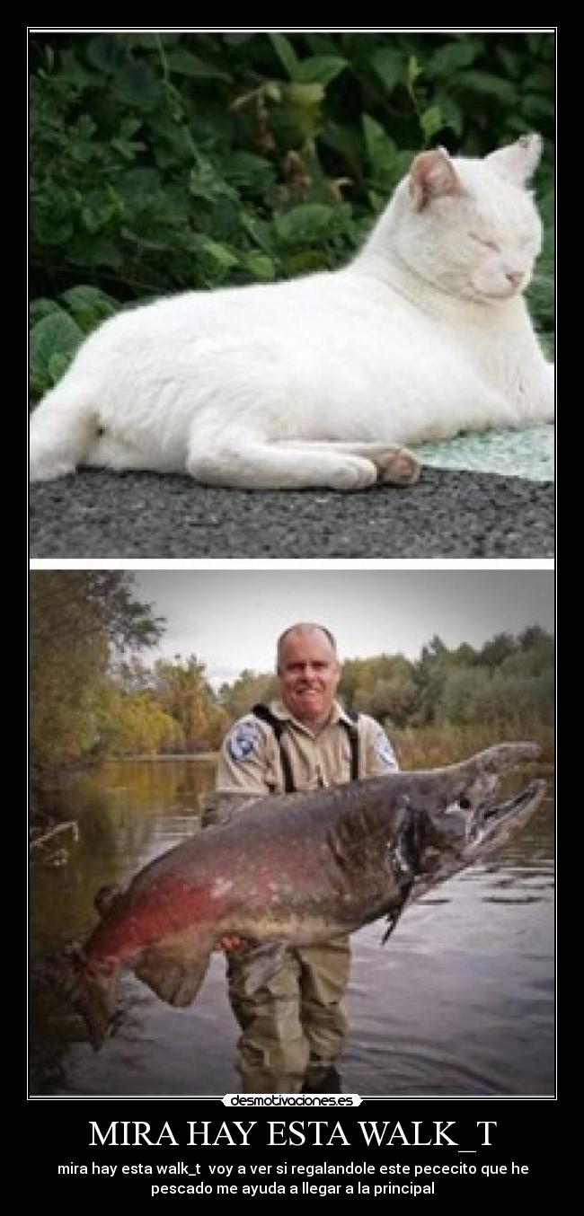 MIRA HAY ESTA WALK_T - mira hay esta walk_t  voy a ver si regalandole este pececito que he
pescado me ayuda a llegar a la principal