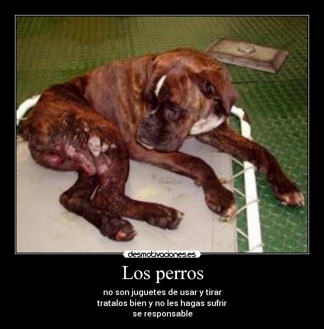 Los perros - no son juguetes de usar y tirar
tratalos bien y no les hagas sufrir
se responsable