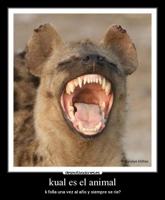 kual es el animal - k folla una vez al año y siempre se rie?
