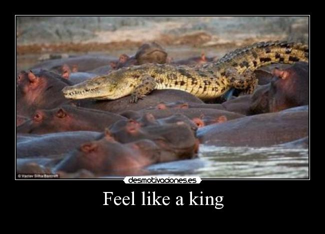 Feel like a king -