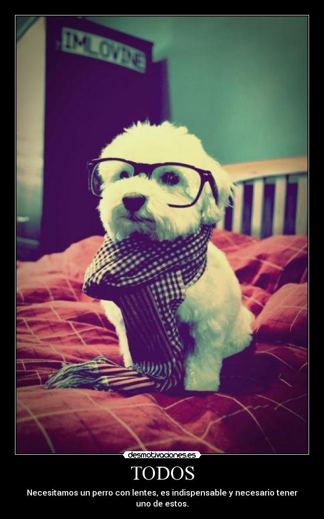 carteles perro necesitamos lentes hipster ray ban todos necesario perrito dalay bufanda gafas desmotivaciones