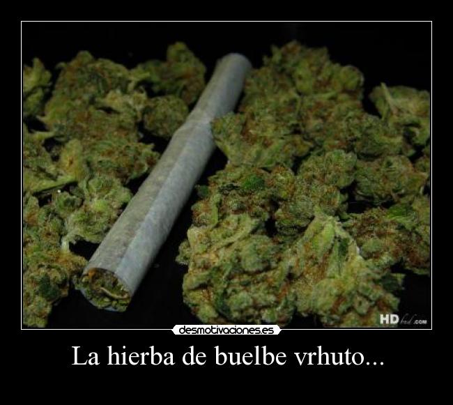 La hierba de buelbe vrhuto... -