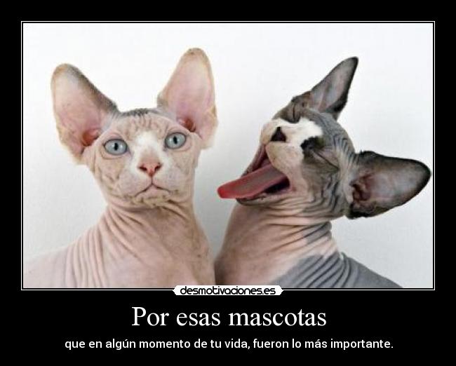 Por esas mascotas -