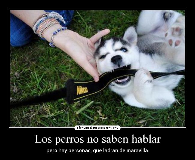 Los perros no saben hablar -