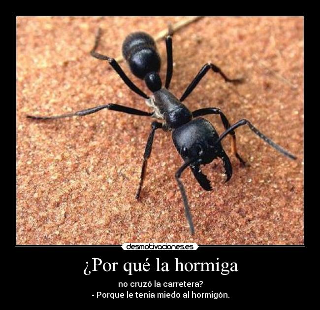 carteles chiste malo hormiga hormigon desmotivaciones