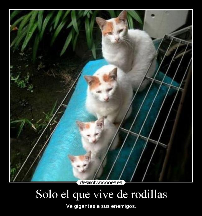 Solo el que vive de rodillas -