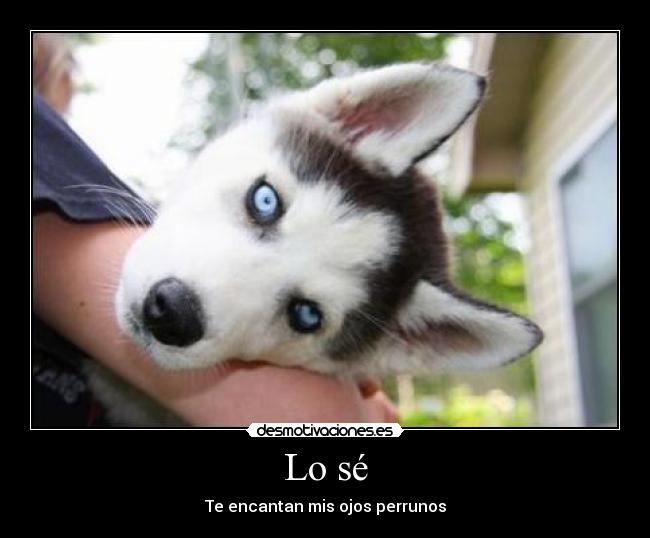 carteles regalarme husky cono desmotivaciones