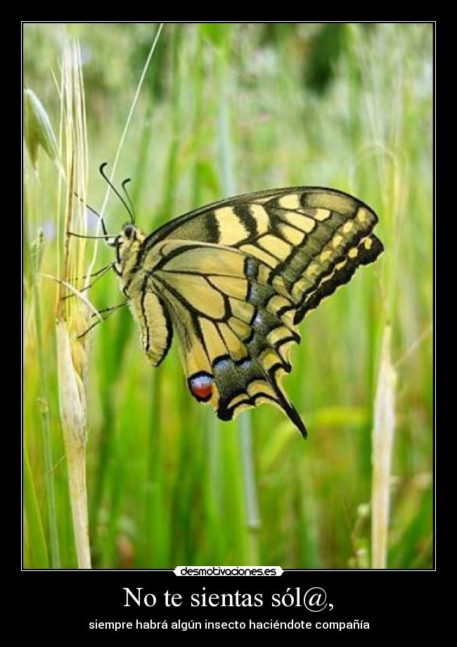 No te sientas sól@, - siempre habrá algún insecto haciéndote compañía