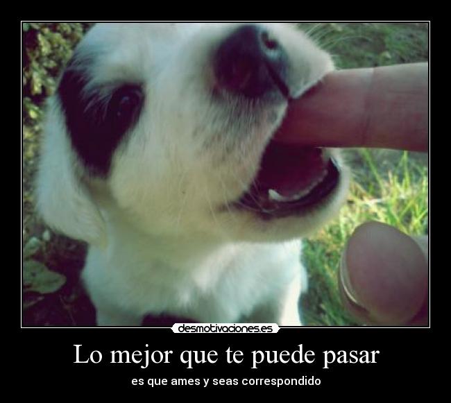 carteles amor fiel solo animales desmotivaciones