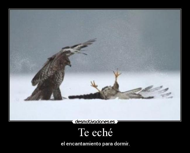 carteles halcon dormir hechizo magia muack desmotivaciones