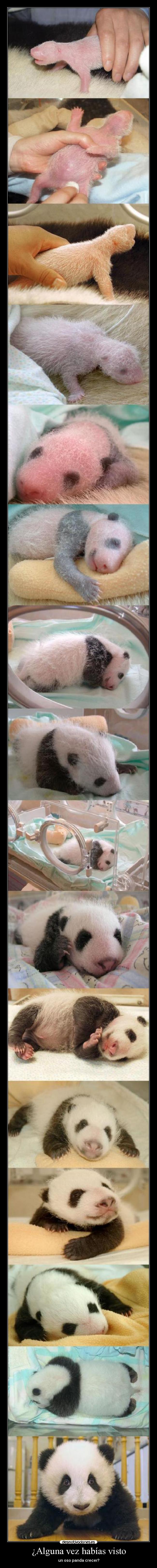 ¿Alguna vez habías visto - un oso panda crecer?
