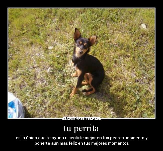 tu perrita - 