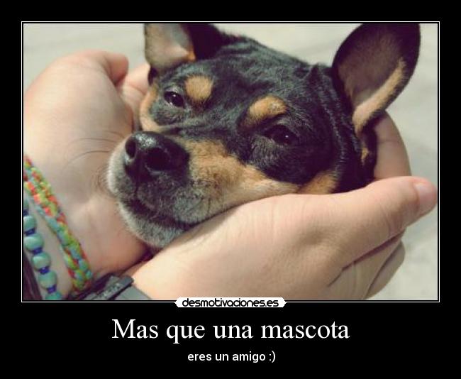 Mas que una mascota - 