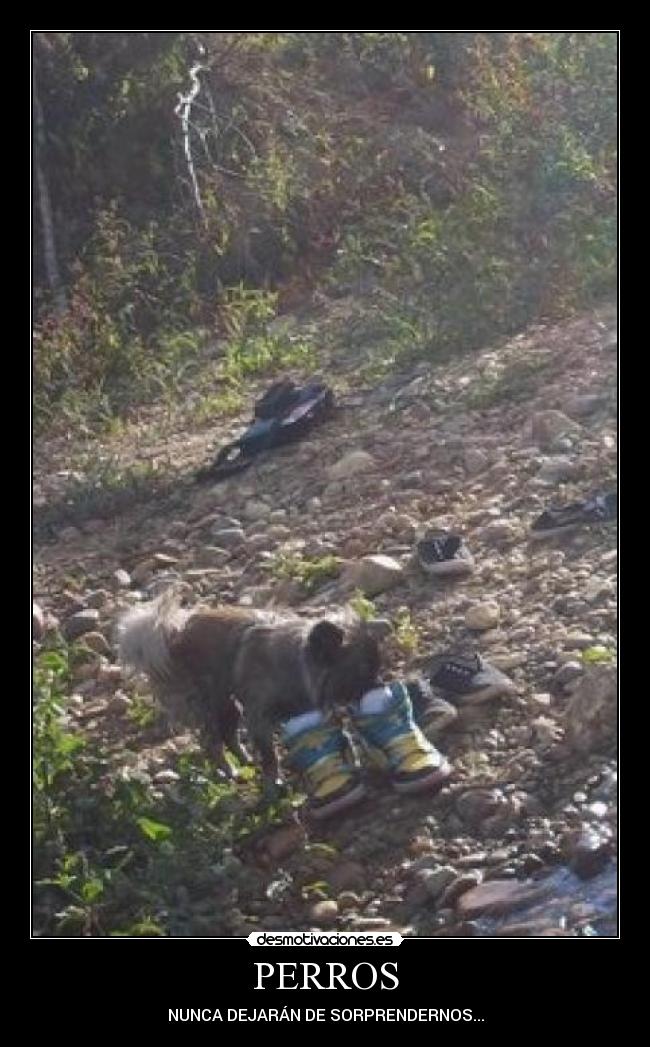 PERROS - NUNCA DEJARÁN DE SORPRENDERNOS...