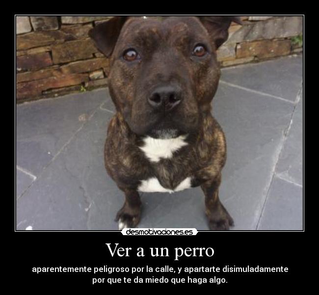 Ver a un perro - aparentemente peligroso por la calle, y apartarte disimuladamente
por que te da miedo que haga algo.