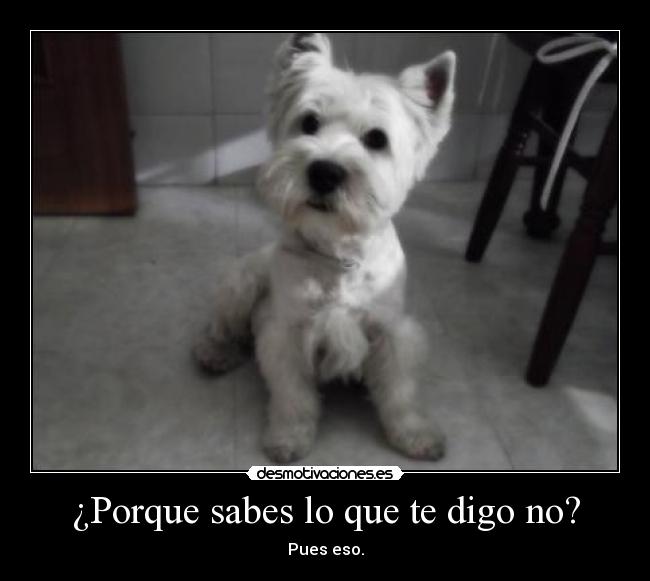 ¿Porque sabes lo que te digo no? - 
