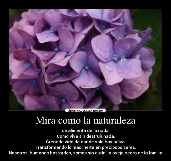 Mira como la naturaleza -