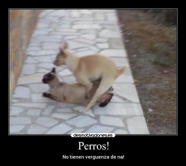 Perros! - No tienen verguenza de na!