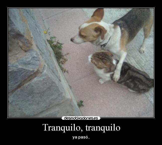Tranquilo, tranquilo - ya pasó..