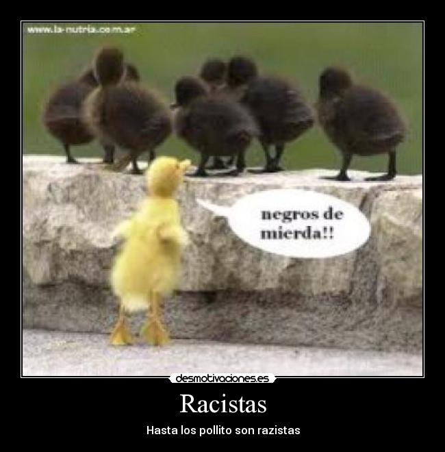 Racistas - 