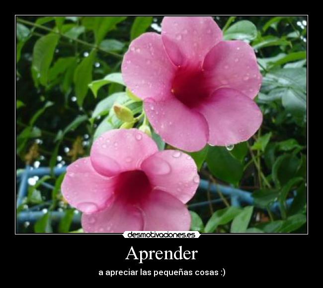 Aprender - a apreciar las pequeñas cosas :)