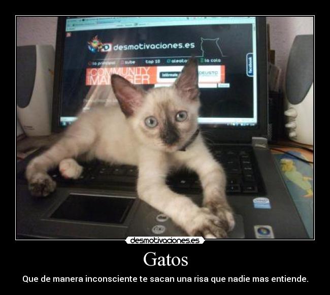 Gatos -