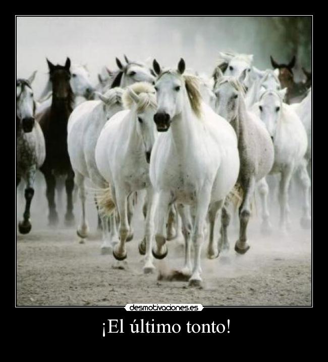 ¡El último tonto! - 