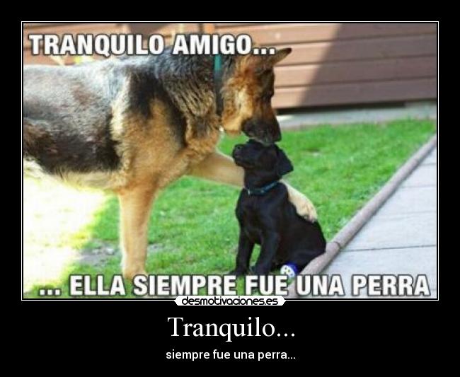 Tranquilo... - siempre fue una perra...