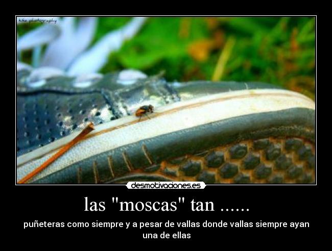 las moscas tan ...... - 