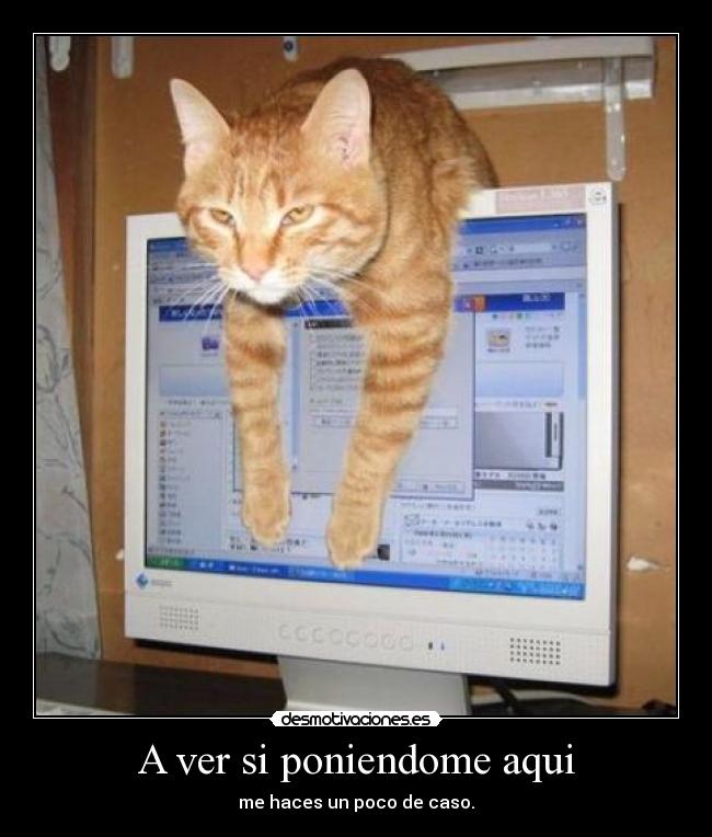 A ver si poniendome aqui - me haces un poco de caso.