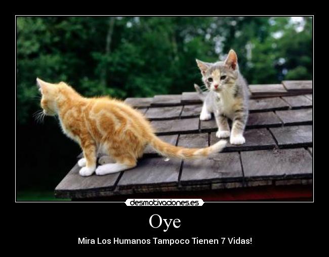 Oye -