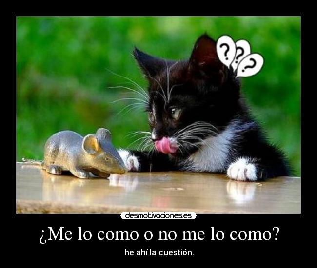 carteles gatos desmotivaciones
