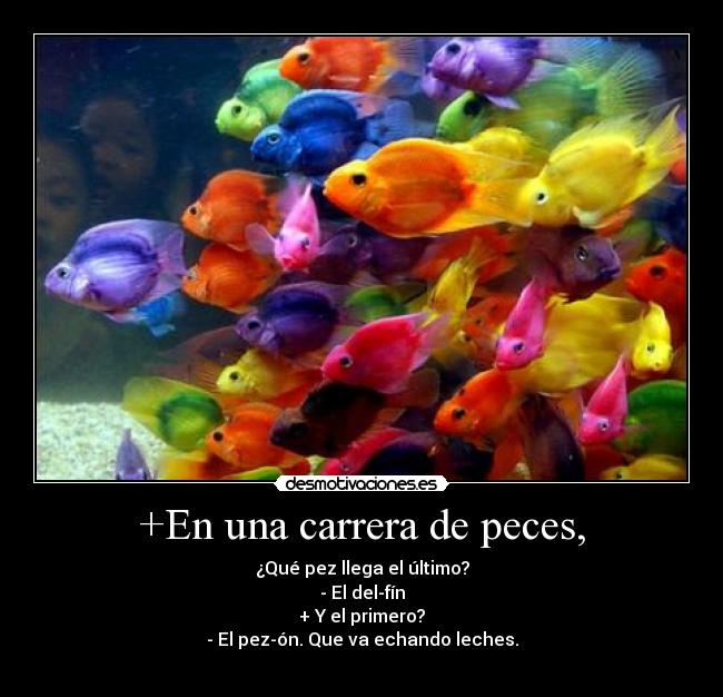 +En una carrera de peces, - ¿Qué pez llega el último?
- El del-fín
+ Y el primero?
- El pez-ón. Que va echando leches.
