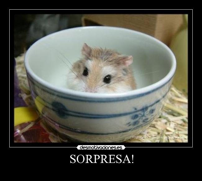 SORPRESA! - 