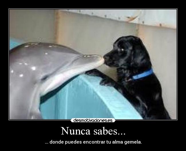Nunca sabes... - ... donde puedes encontrar tu alma gemela.