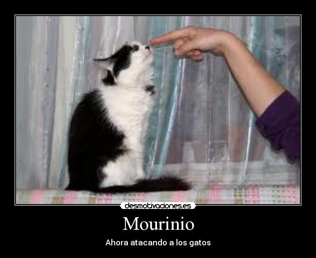 Mourinio - Ahora atacando a los gatos