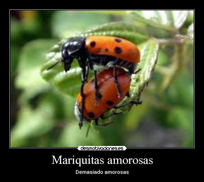 Mariquitas amorosas - Demasiado amorosas