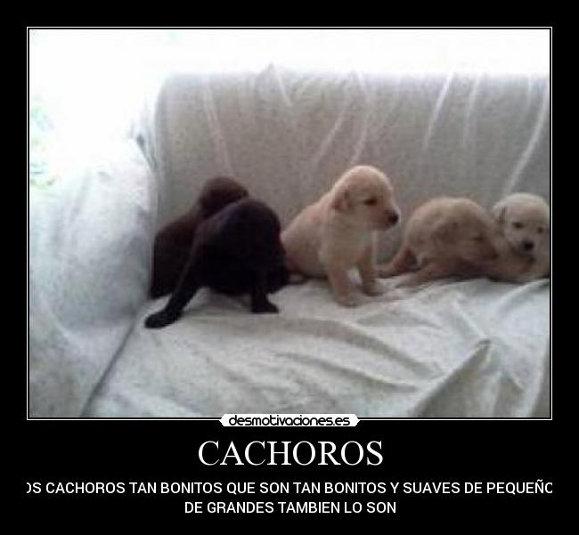CACHOROS -