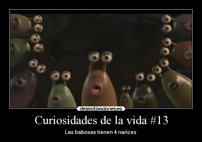 Curiosidades de la vida #13 - Las babosas tienen 4 narices 