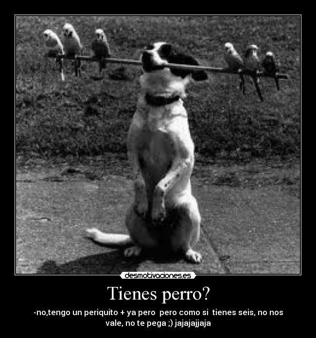 Tienes perro? - -no,tengo un periquito + ya pero  pero como si  tienes seis, no nos
vale, no te pega ;) jajajajjaja