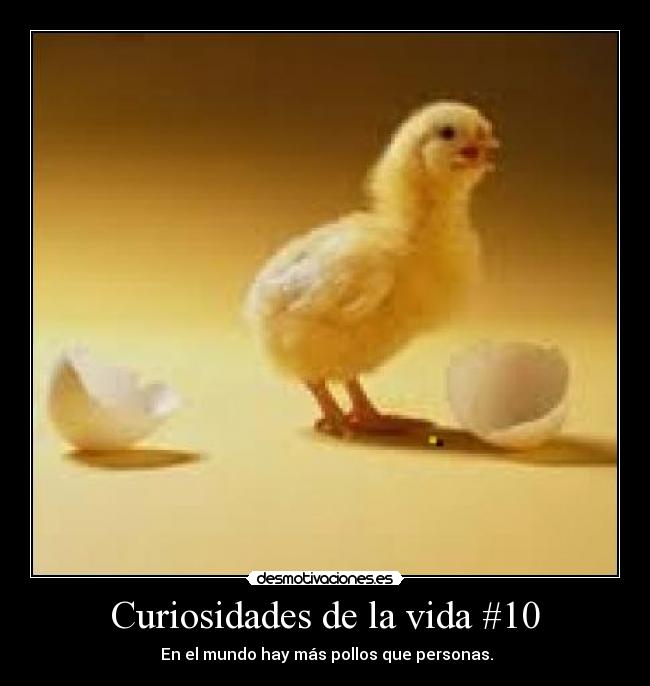 Curiosidades de la vida #10 -  En el mundo hay más pollos que personas.