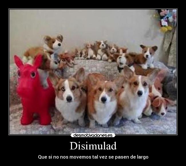 carteles disimulo perros peluches desmotivaciones