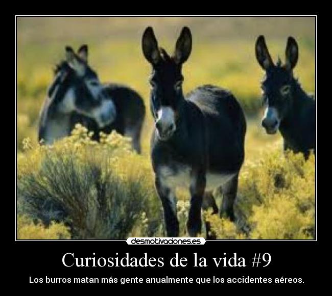 Curiosidades de la vida #9 - Los burros matan más gente anualmente que los accidentes aéreos.