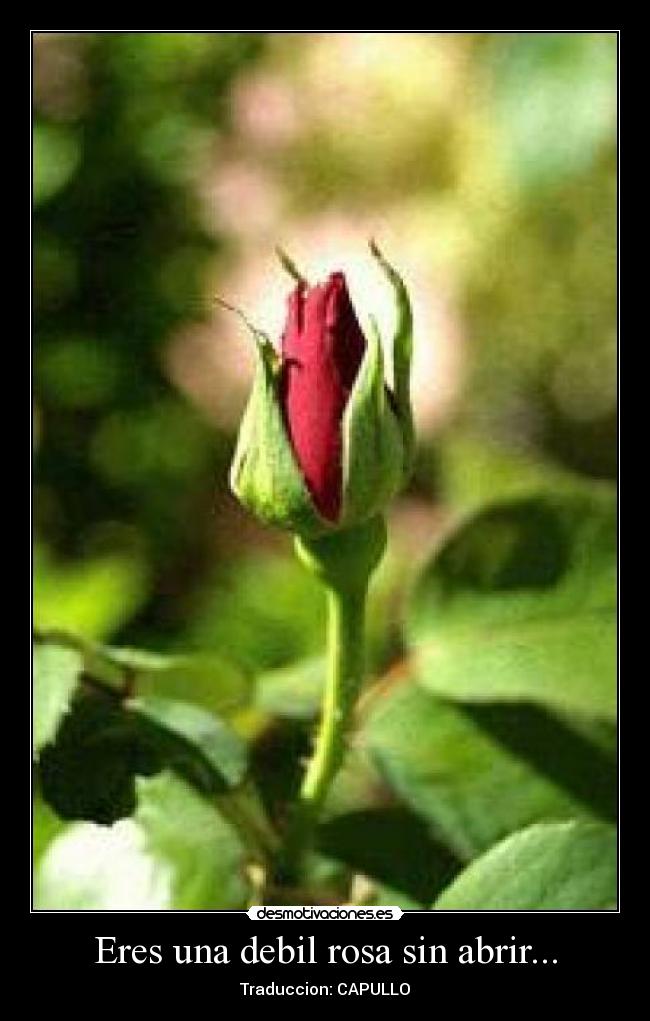 Eres una debil rosa sin abrir... - Traduccion: CAPULLO