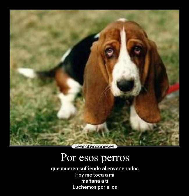 Por esos perros - que mueren sufriendo al envenenarlos
Hoy me toca a mi
mañana a ti
Luchemos por ellos